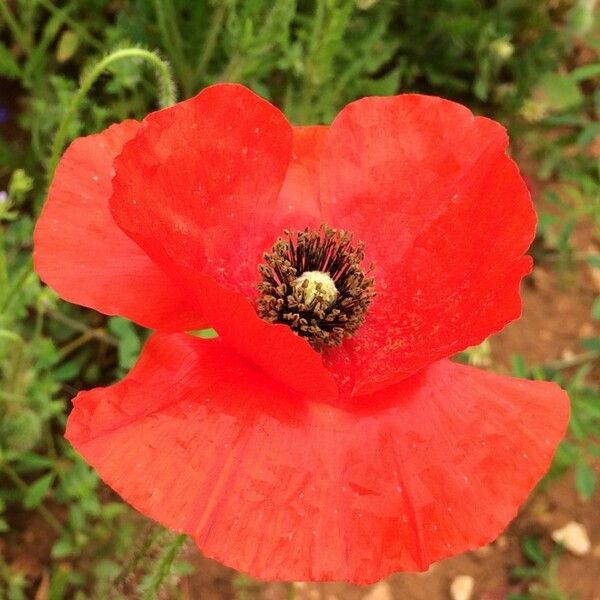 Papaver apulum Blomst