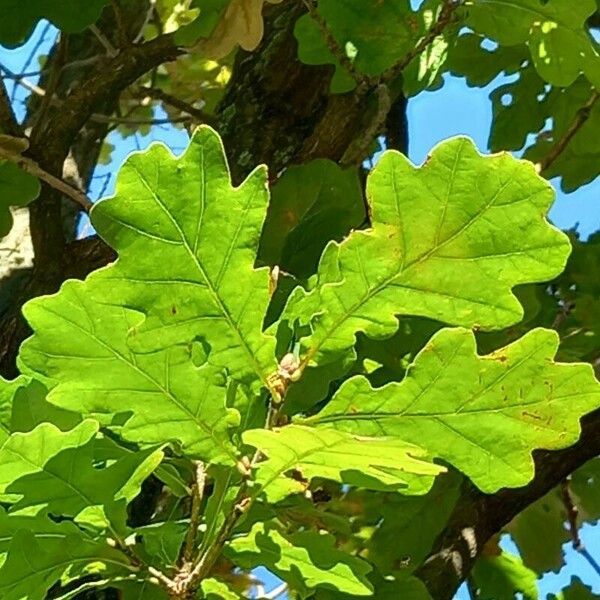 Quercus robur Levél