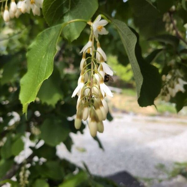 Styrax obassis Flors