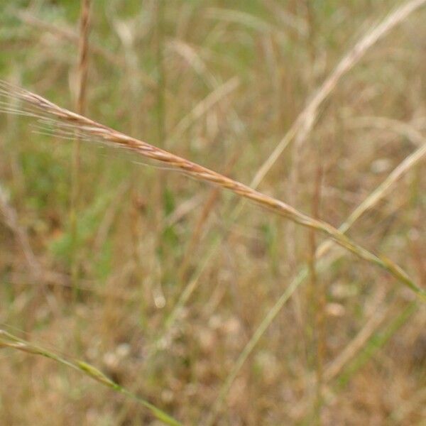 Festuca myuros Frukto