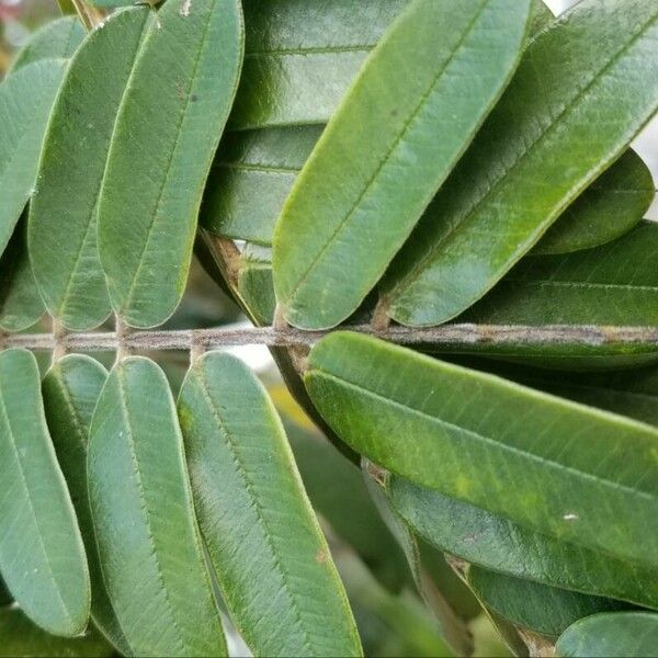 Cassia grandis Liść