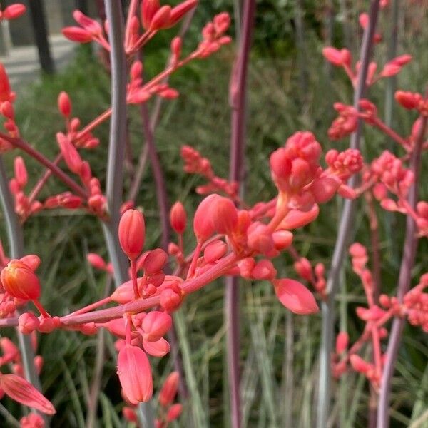 Hesperaloe parviflora Flower