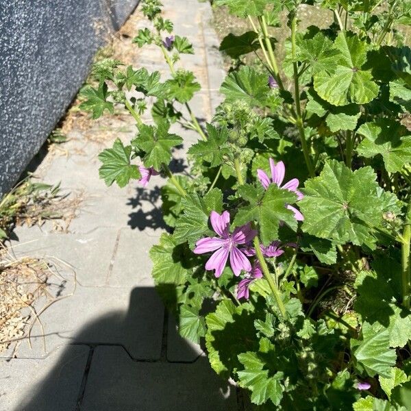 Malva setigera Blodyn