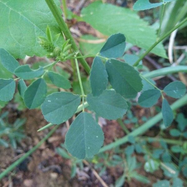 Melilotus officinalis Foglia