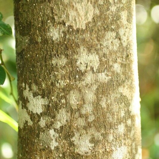 Dombeya punctata 树皮
