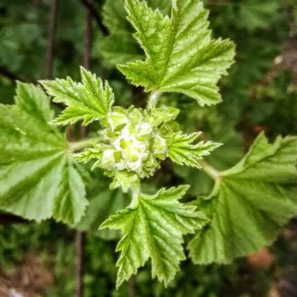 Malva sylvestris Blatt