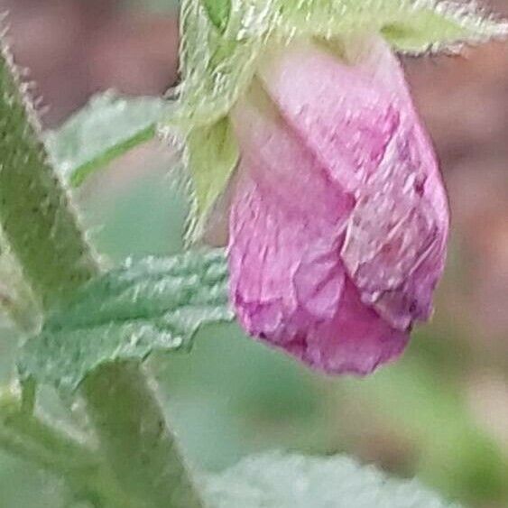 Anisodontea scabrosa Flower