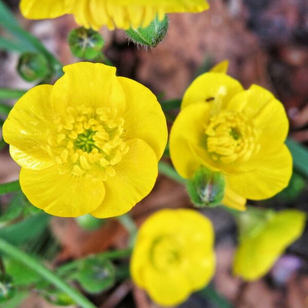 Ranunculus bulbosus Blomma