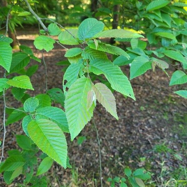 Ostrya virginiana Leaf