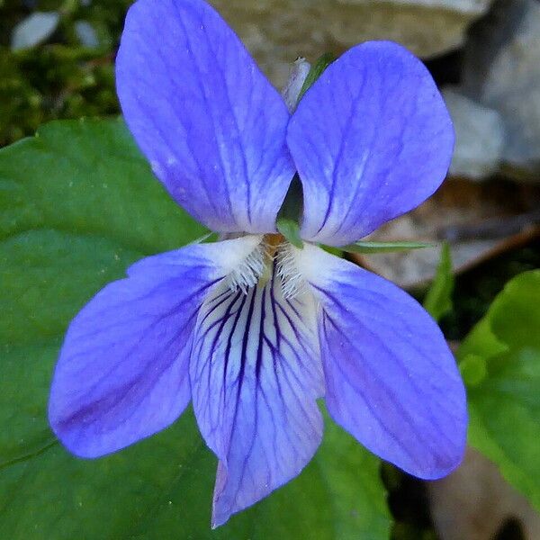 Viola reichenbachiana Flower