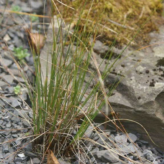 Carex myosuroides Habit