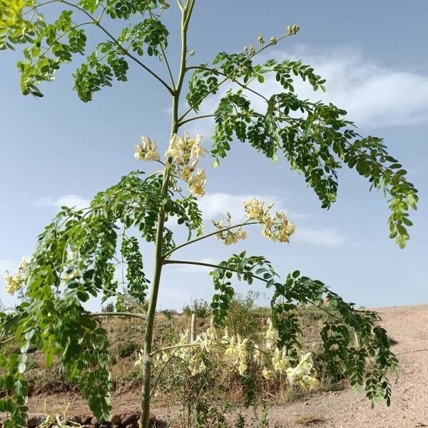 Moringa oleifera পাতা