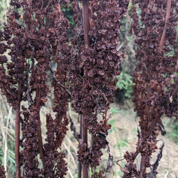 Rumex aquaticus फूल