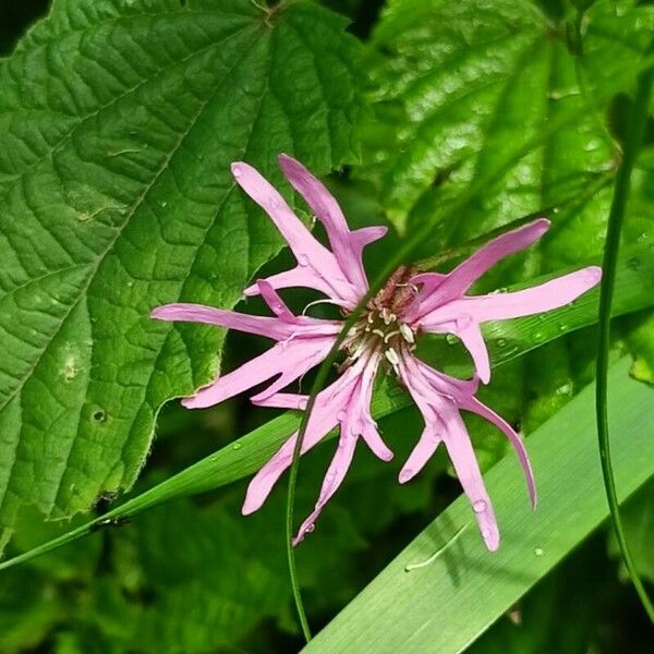 Lychnis flos-cuculi Blüte