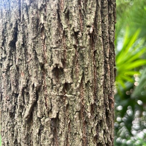 Melaleuca bracteata Кора