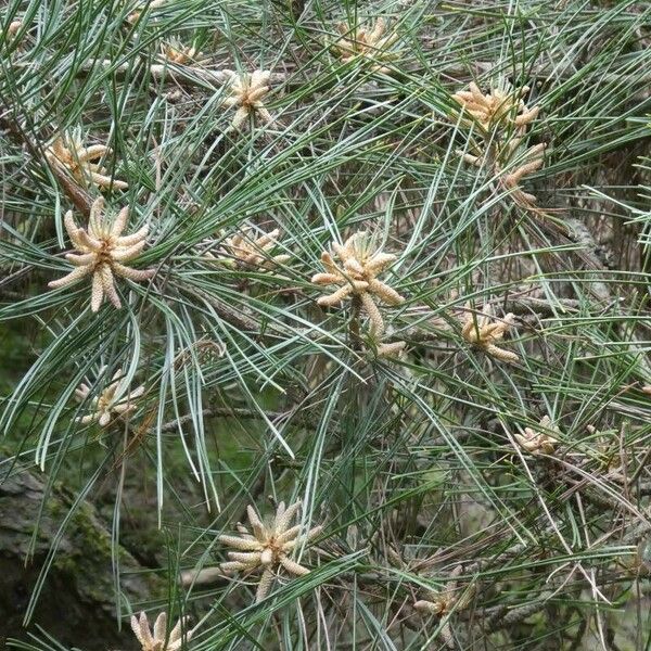 Pinus ponderosa Altul/Alta