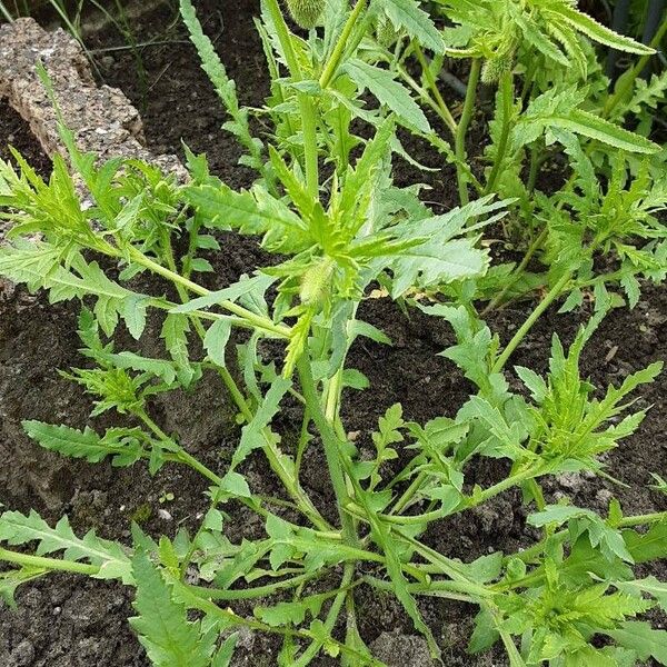 Papaver setiferum Frunză