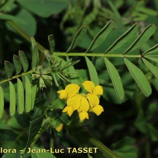 Hippocrepis multisiliquosa Fiore