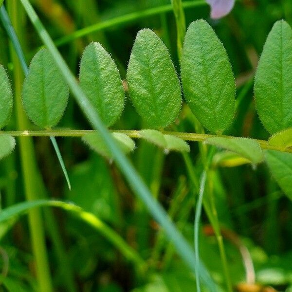 Vicia sepium Leaf