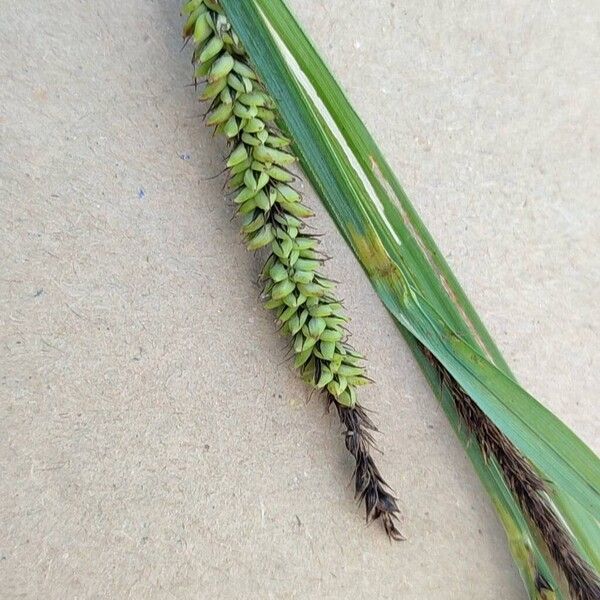 Carex acutiformis Floro