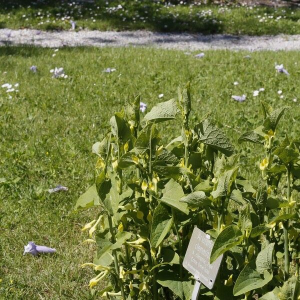 Aristolochia clematitis Floro