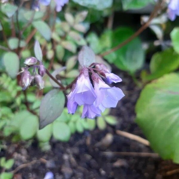 Polemonium reptans Blüte