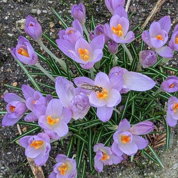 Crocus tommasinianus फूल