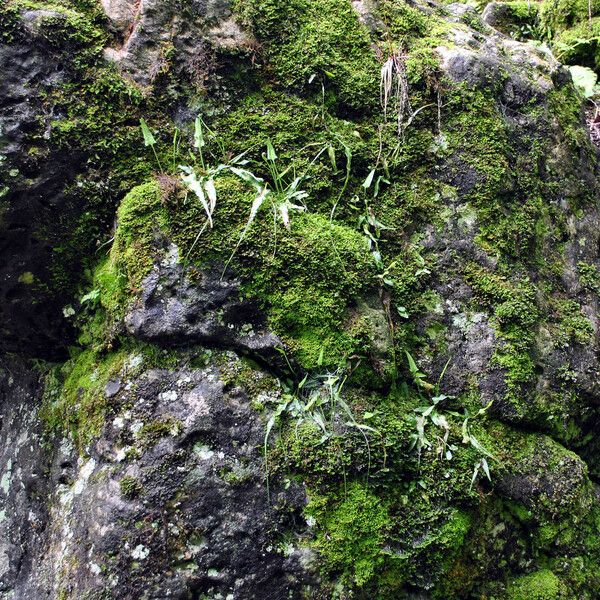 Asplenium rhizophyllum Hábitos