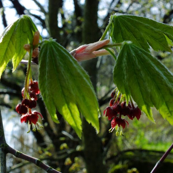 Acer circinatum ᱥᱟᱠᱟᱢ