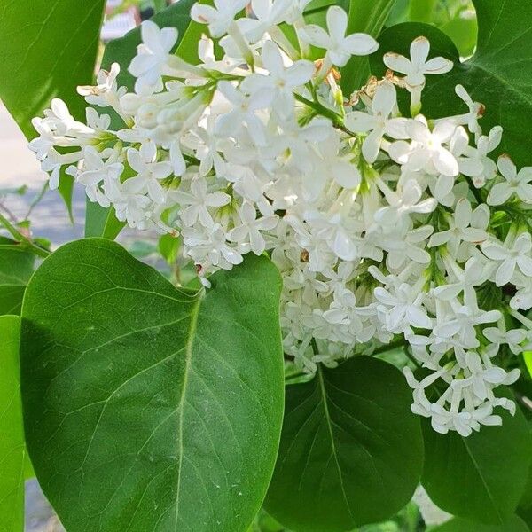 Syringa vulgaris Fuelha