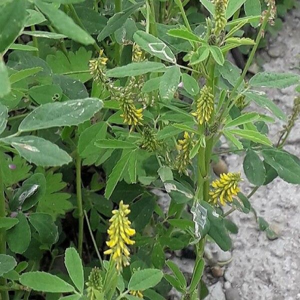 Melilotus indicus Flower