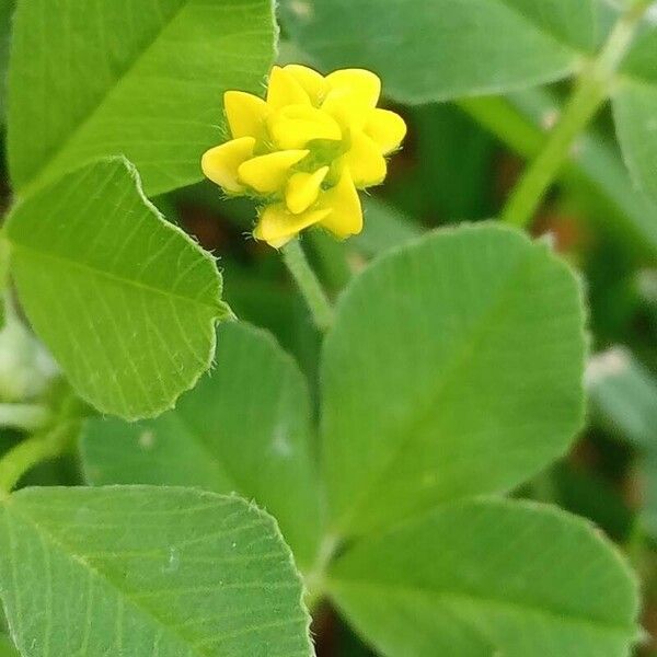 Medicago lupulina Flower