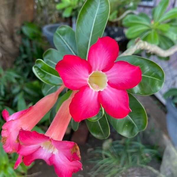 Adenium obesum Flower