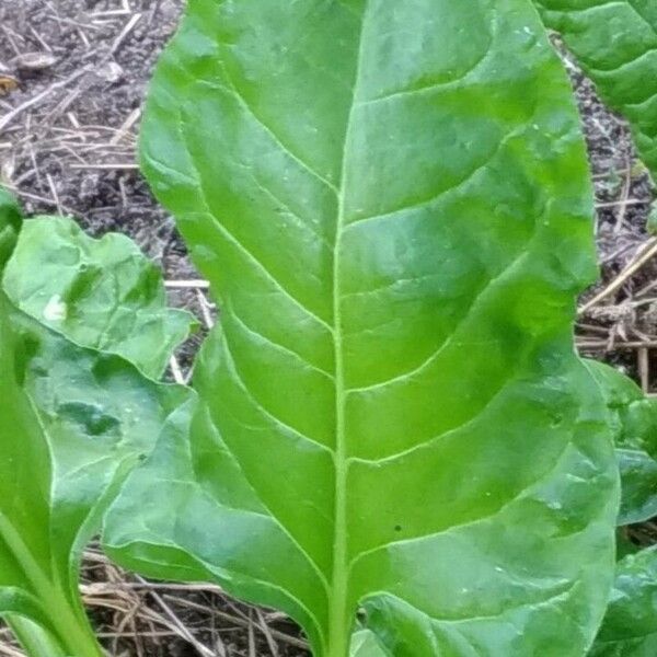 Beta vulgaris Ліст