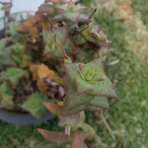 Crassula perforata ഇല