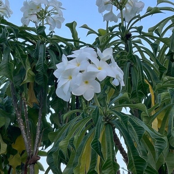 Plumeria pudica Flower