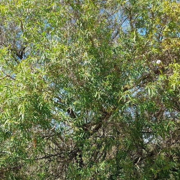 Salix humboldtiana Habit