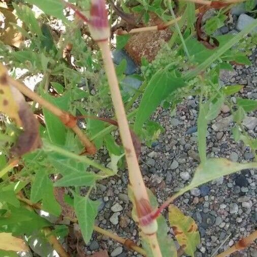 Persicaria maculosa बार्क (छाल)