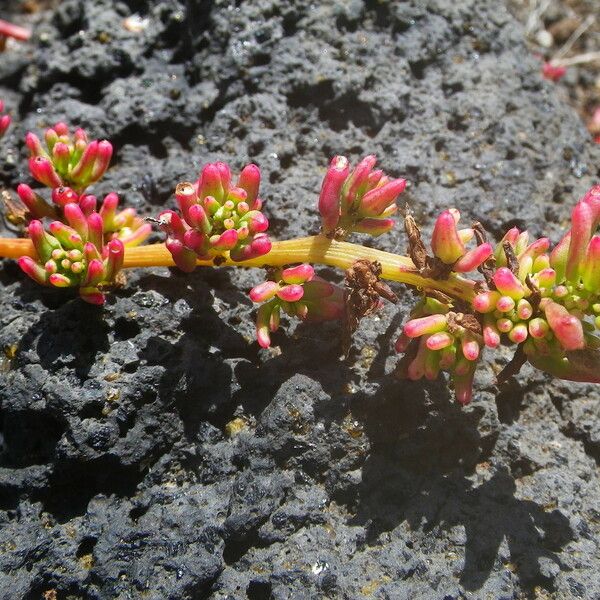 Patellifolia procumbens Virág