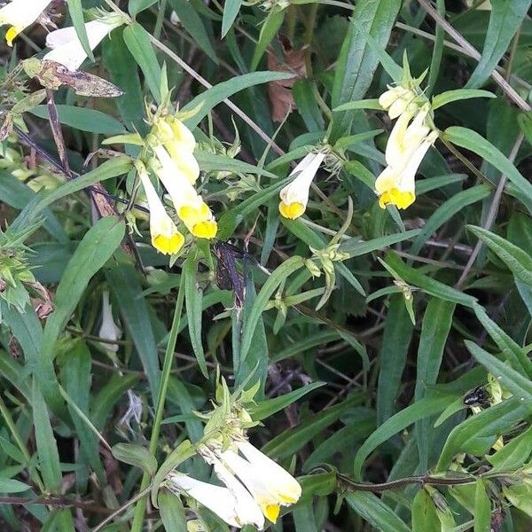 Melampyrum pratense 花