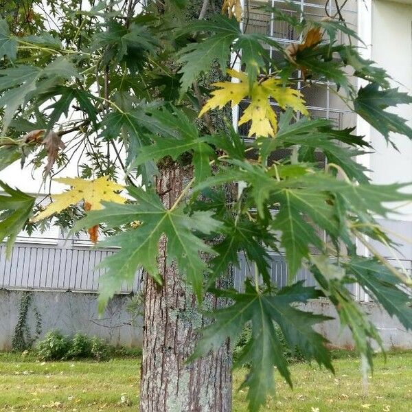 Acer saccharinum Feuille