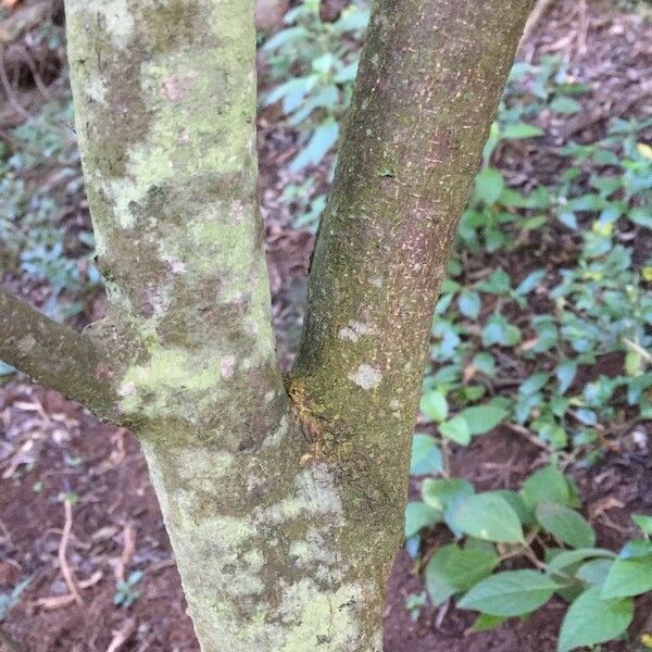 Calodendrum capense Bark