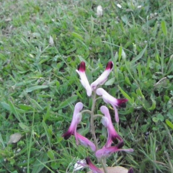 Fumaria capreolata Квітка