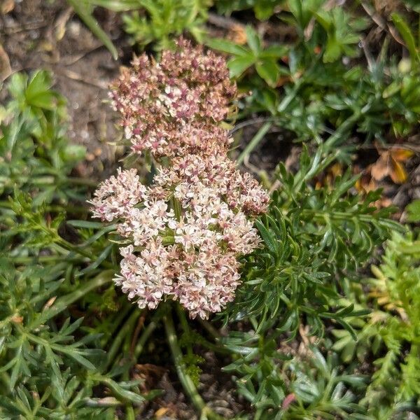 Neogaya simplex Flor