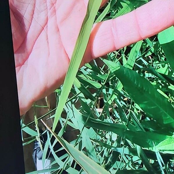 Leersia hexandra Leaf