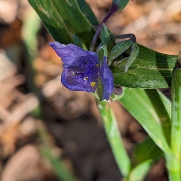 Tradescantia ohiensis Floro