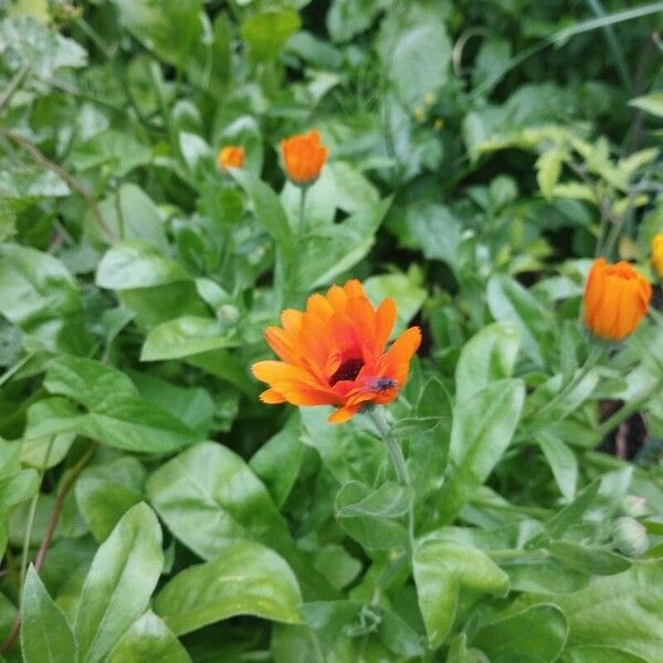 Calendula officinalis Květ