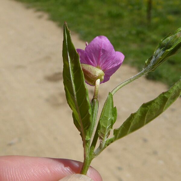 Oenothera rosea Feuille