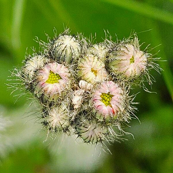 Pilosella aurantiaca Fiore