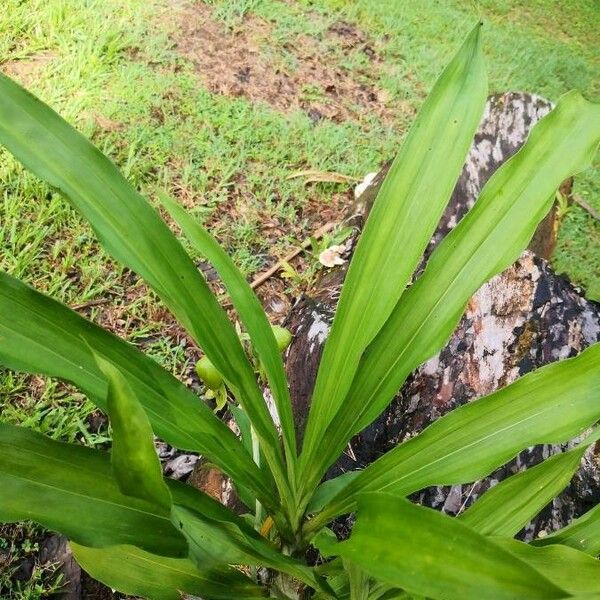 Catasetum maculatum Leaf